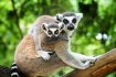 Oasis Park and Lemur Experience