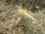 Red-veined darter in in El Cotillo, Fuerteventura