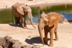Oasis Wildlife and Elephant Experience