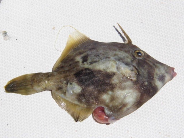 Planehead filefish