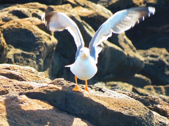 Yellow-legged gulls in Fuerteventura