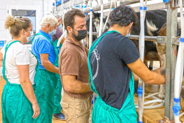 Artisan Goat's Cheese Making at Local Farm
