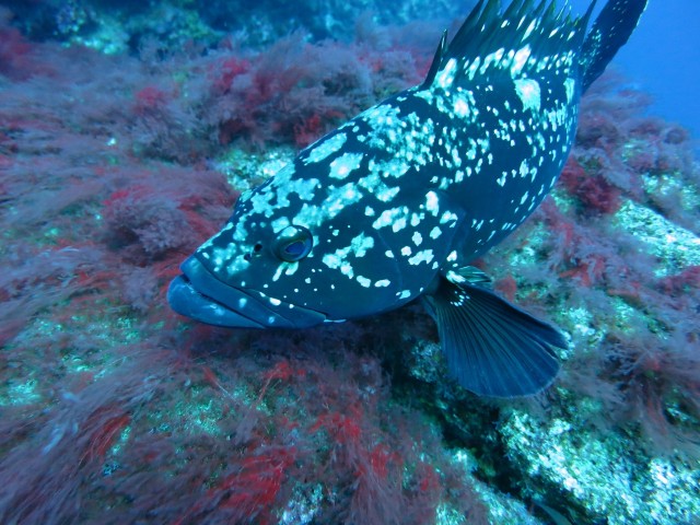 Island Grouper or Abade