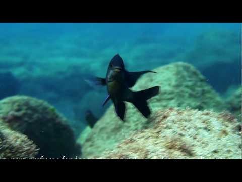 Canary damsel (Abudefduf luridus)