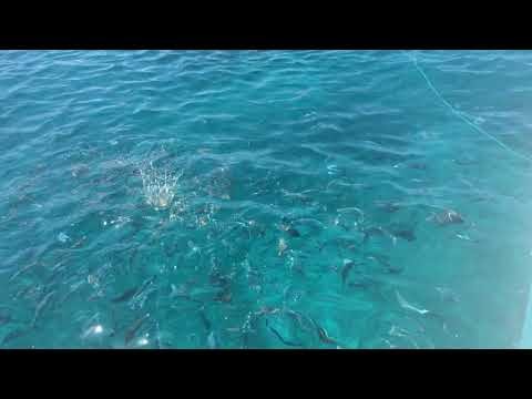 Fish And Snorkeling off Lobos Island, Fuerteventura from the glass bottom boat