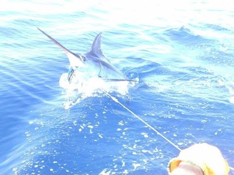 record marlin azul. Fishing Blue Marlin