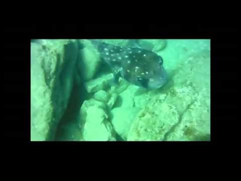 Spotfin Burrfish or Tamboril espinoso