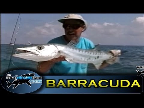 Barracuda fishing - Totally Awesome Fishing