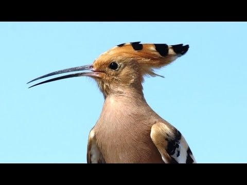 HOOPOE BIRD CALL (Upupa epops)