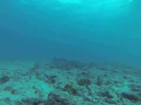 amazing sting ray in Fuerteventura / Isla de Lobos / Marrajo /scuba diving