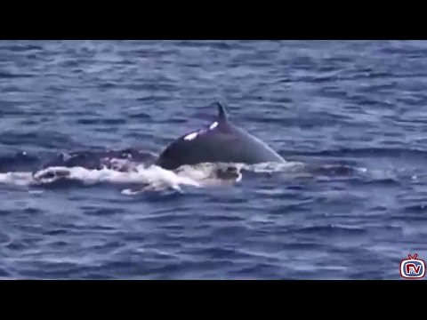Fuerteventura Whale Watching