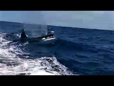 ¿Orcas en la costa de Fuerteventura (Canarias)?