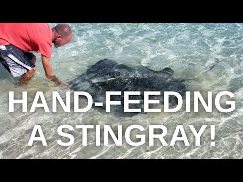 Hand-feeding a Huge Stingray at the beach in Fuerteventura!