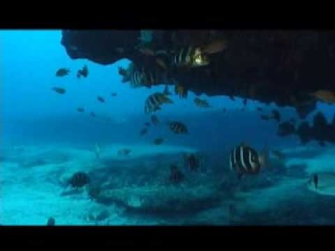 scuba diving fuerteventura lobos island