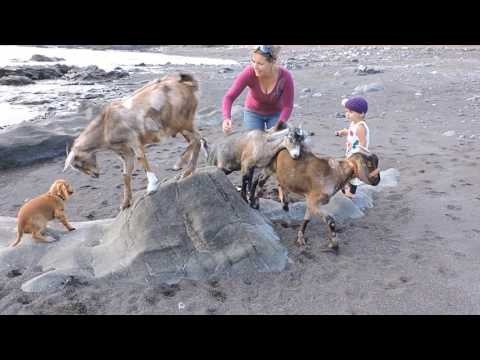 Fuerteventura Ziegen trekking - Goats trekking
