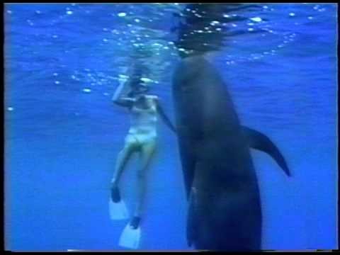 Pilot Whale &amp; lady swimmer